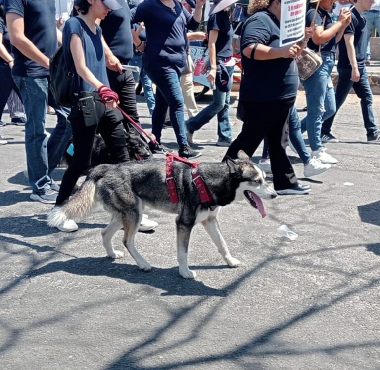 Revelan cuál es el mejor horario para pasear a tus perritos