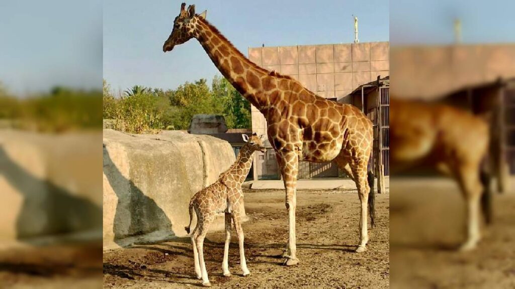 Reciben a jirafa bebé en zoológico de San Juan de Aragón