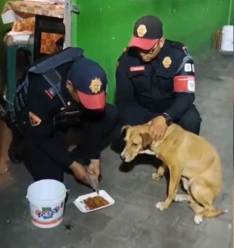 Rescatan a perrito que deambulaba en el corredor del Mexibús Pantitlán