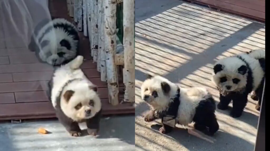 Zoológico chino pinta perros como osos pandas