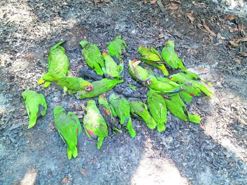 Ambientalistas urgen a definir protocolos ante muerte de animales