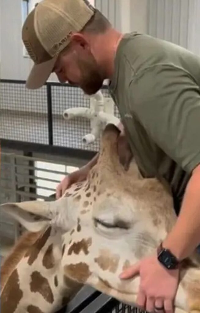 Quiropráctico ajusta el cuello de la jirafa Jerry; se viraliza