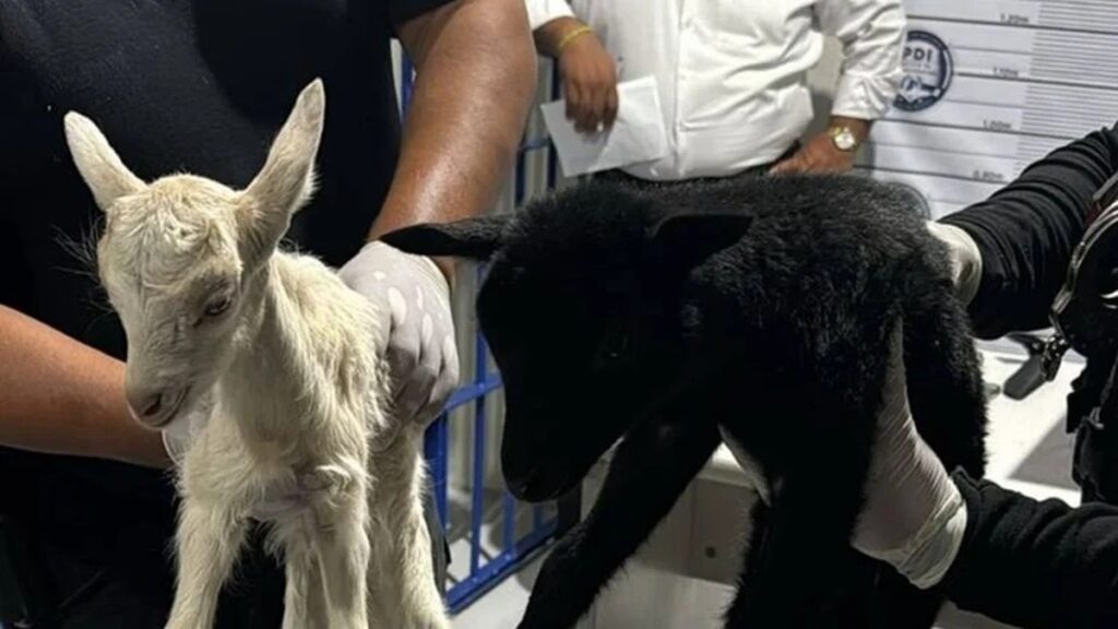 Rescatan a 25 animales que serían usados para santería; hay cuatro personas detenidas
