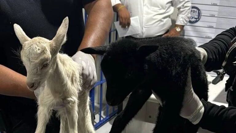 Rescatan a 25 animales que serían usados para santería; hay cuatro personas detenidas