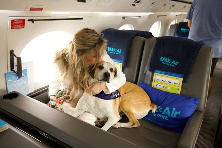Aerolínea especial para perros hace su primer vuelo