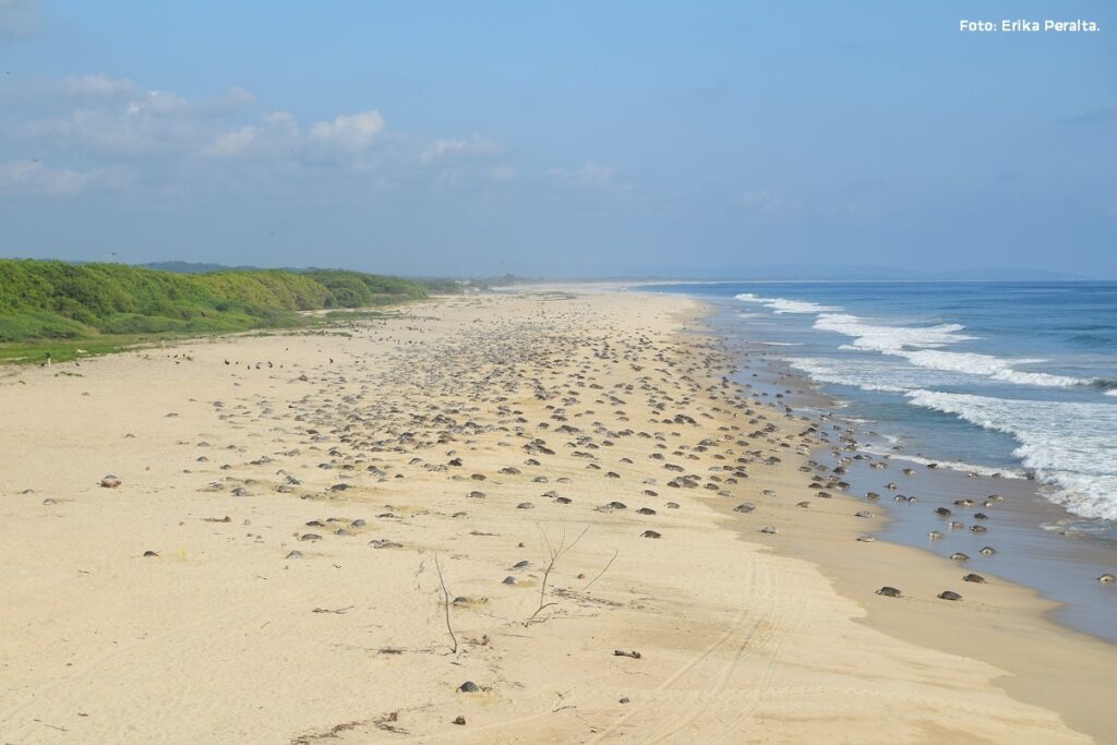 Turismo, otro enemigo de la tortuga marina