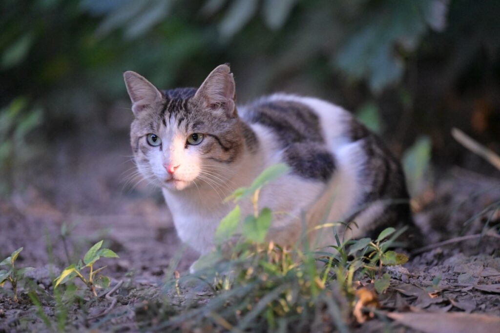 Mujer deja a su futuro esposo por perder a su gato