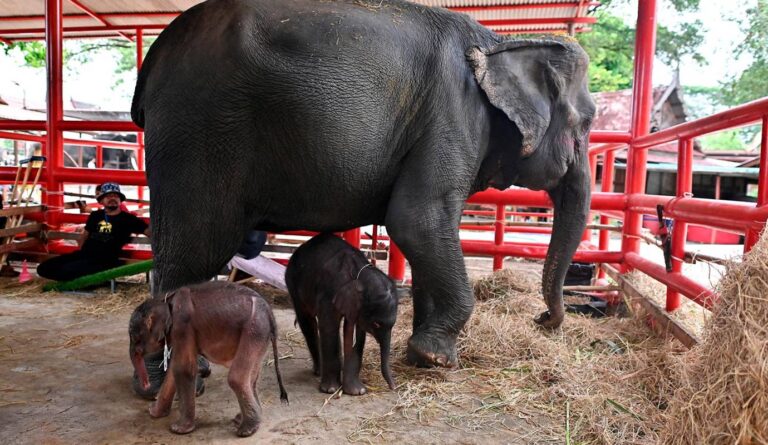 Sorprende a la ciencia elefanta que da a luz a gemelos en Tailandia
