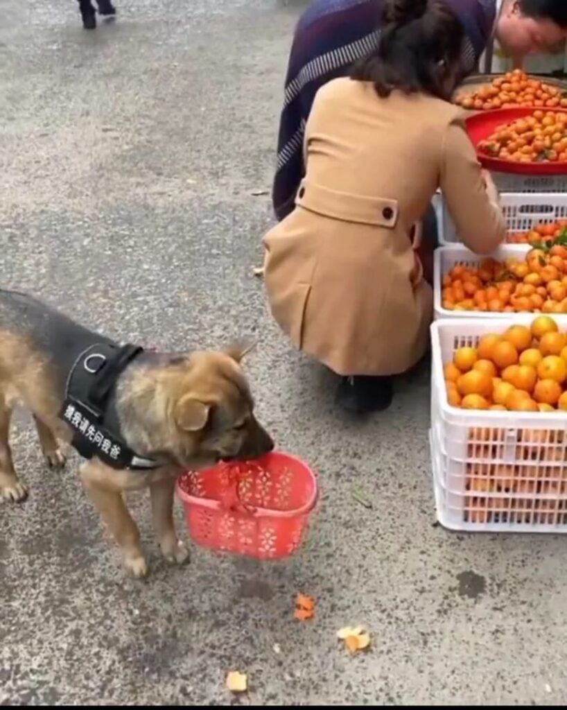 Graban a perrito haciendo sus compras en un mercado de Japón