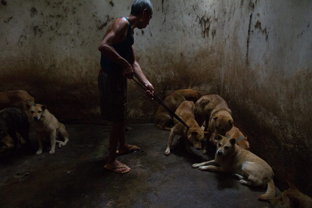 Narcisistas y sádicos, así describen a los maltratadores de animales