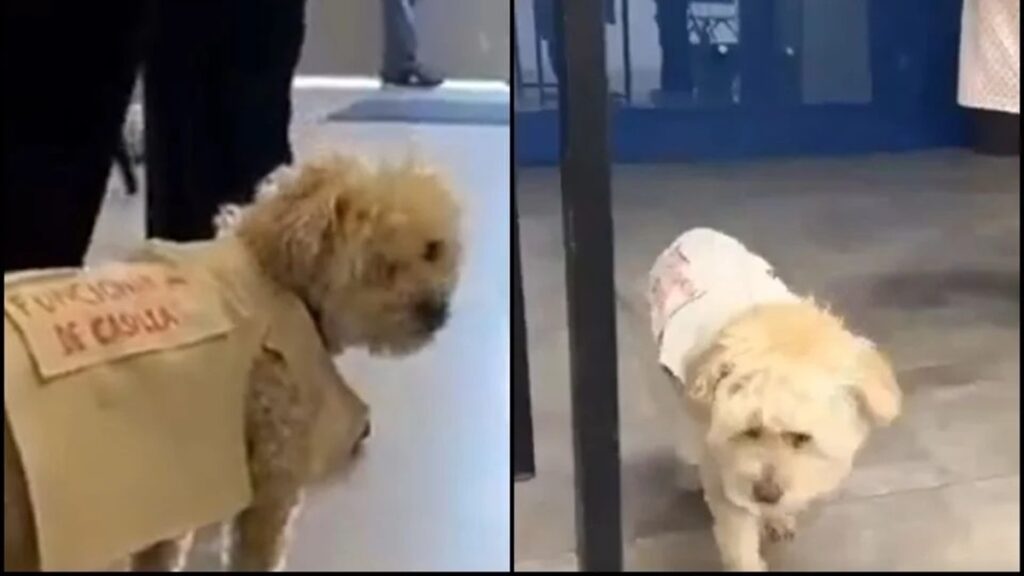 'Daisy', perrita funcionaria de casilla que se volvió viral