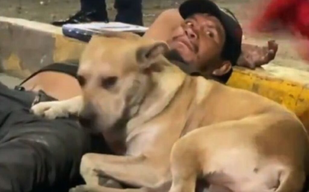 Perrito se viraliza por no abandonar a su dueño que fue atropellado en Cdmx