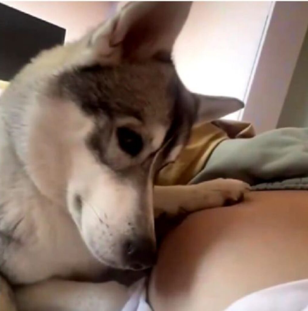 Perrito conmueve tras escuchar al bebé que tendrá su dueña