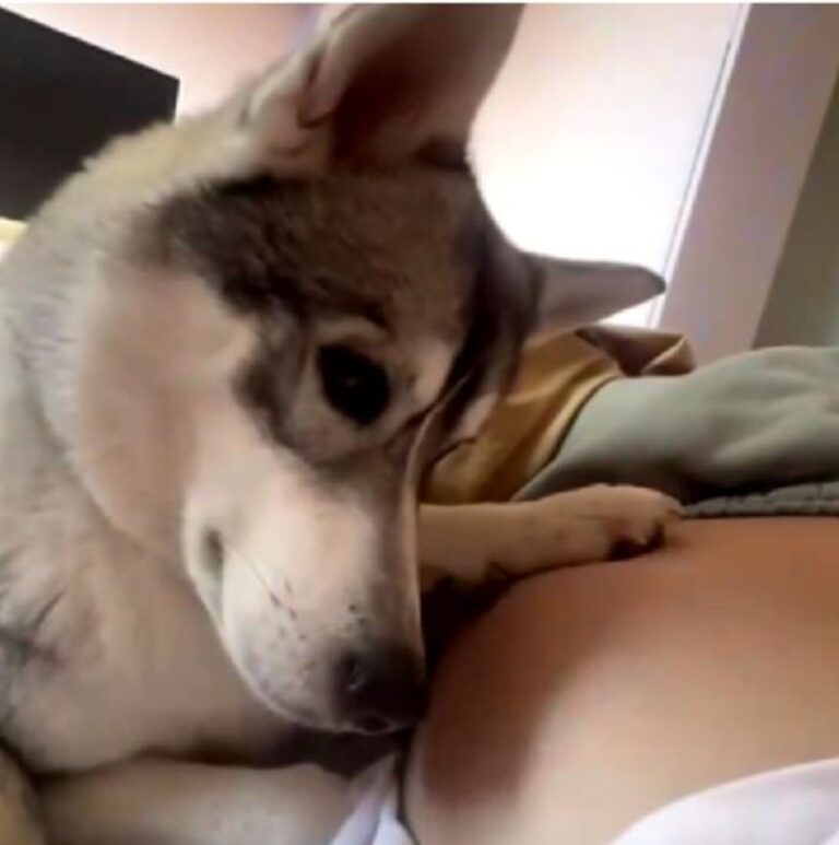 Perrito conmueve tras escuchar al bebé que tendrá su dueña
