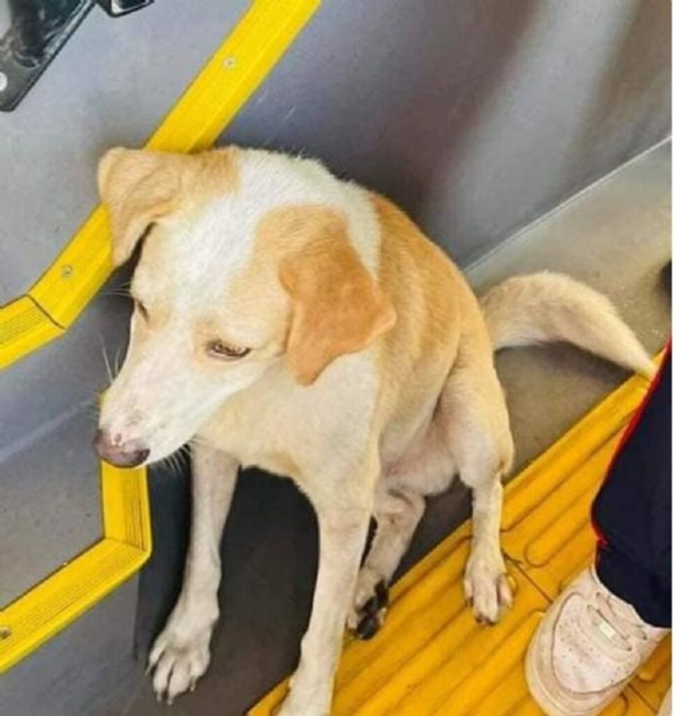 Adoptan a perrito que viajaba a diario en el transporte público