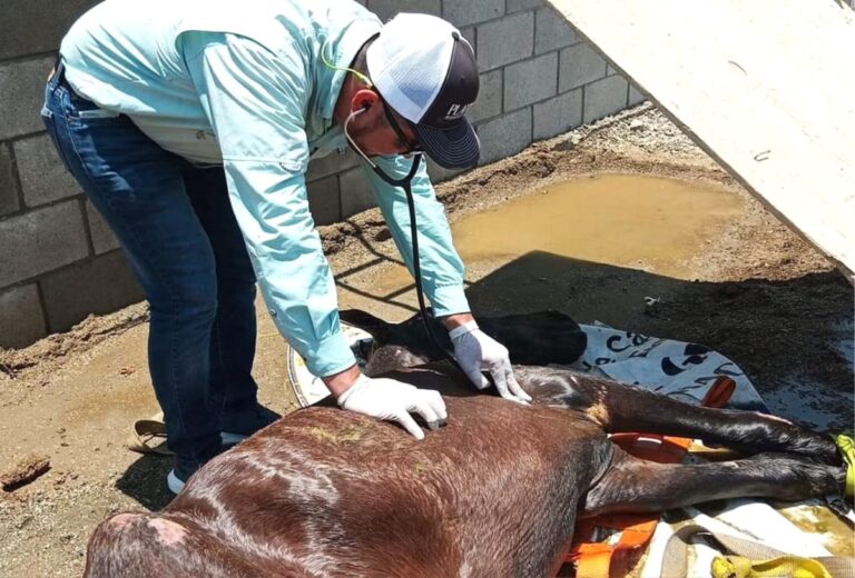 Salvan a caballo que cayó en canal pluvial en Cabo San Lucas