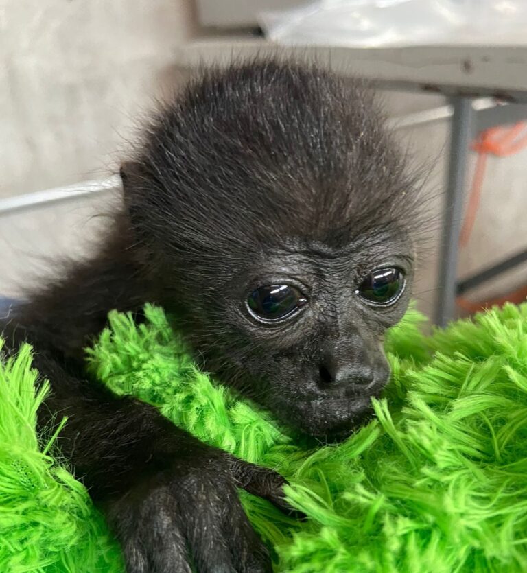 AJEMEX une esfuerzos para protege al mono aullador del Usumacinta