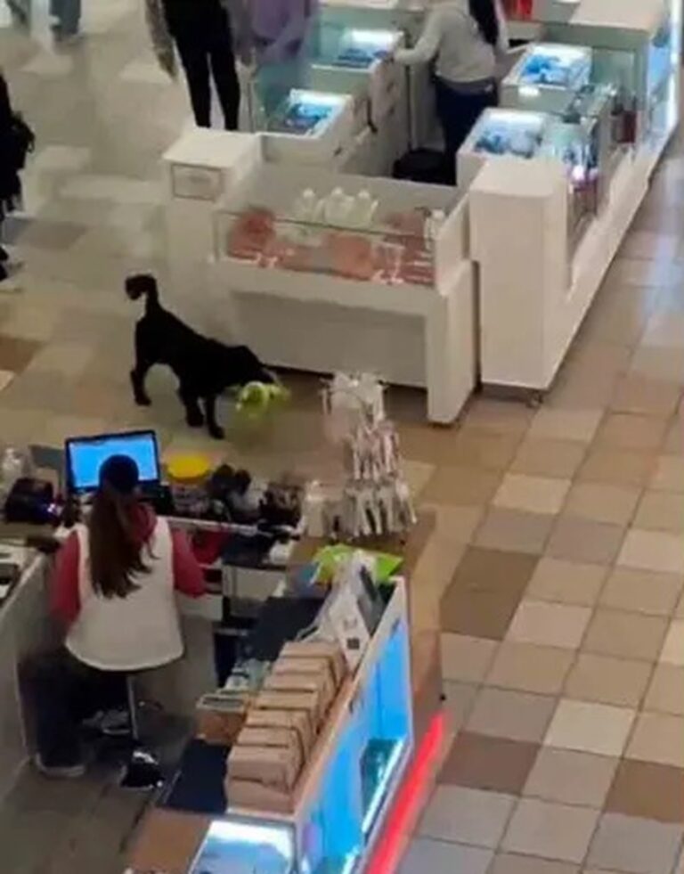 Perrito roba peluche de Miniso y conquista las redes sociales