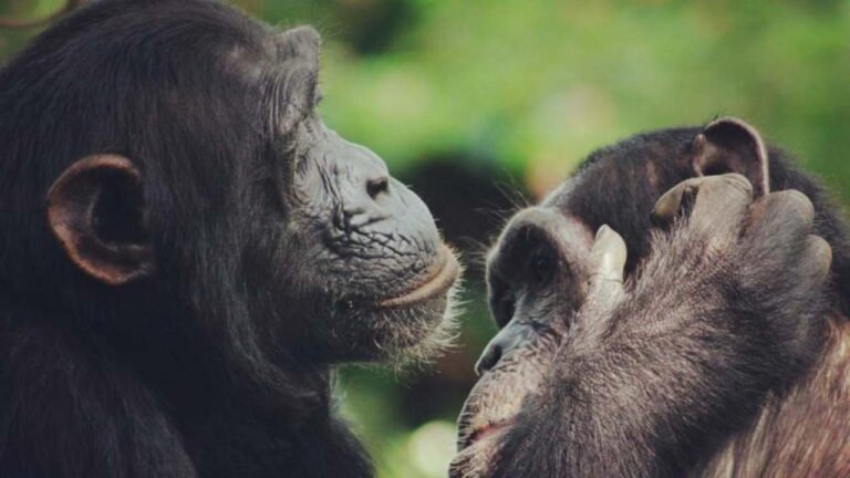 Conversaciones de chimpancés siguen un patrón similar al de humanos