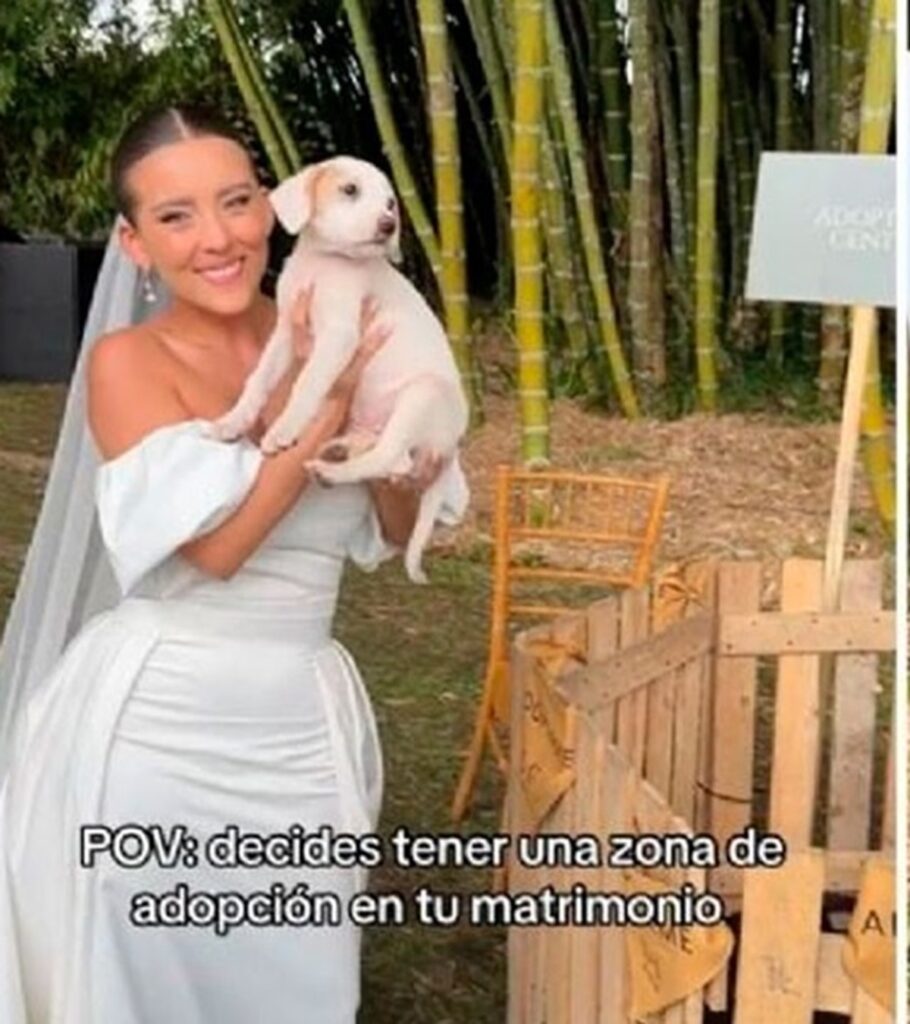 En su boda, novia abre adopción de “perritos huérfanos”
