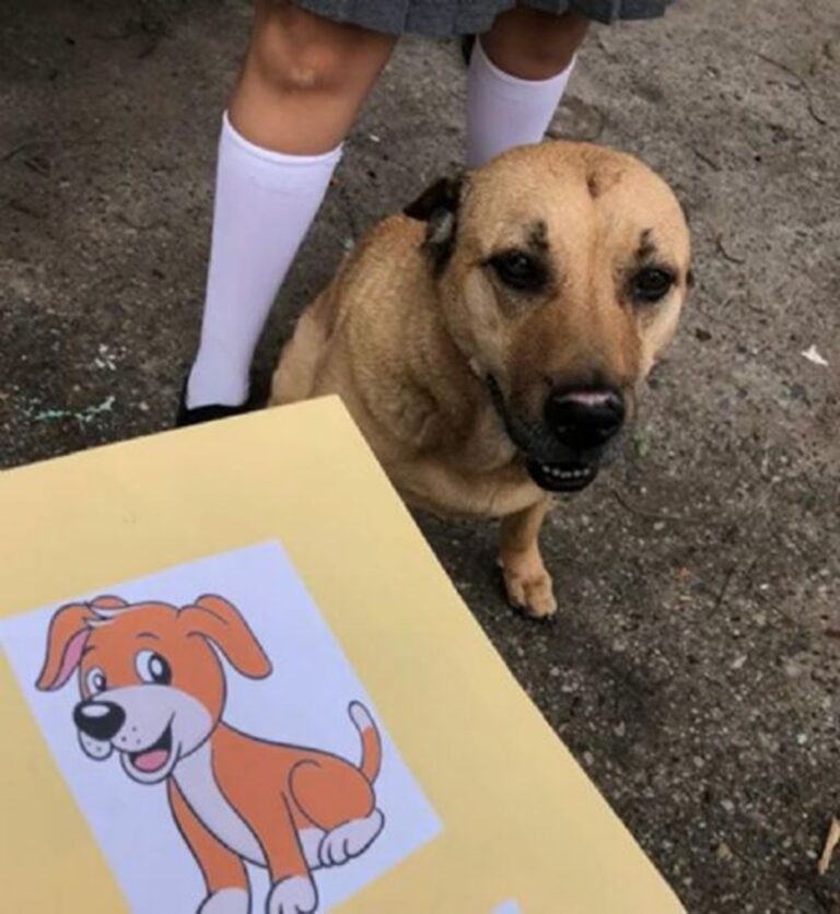 Perrito se gradúa de escuela primaria y se vuelve viral