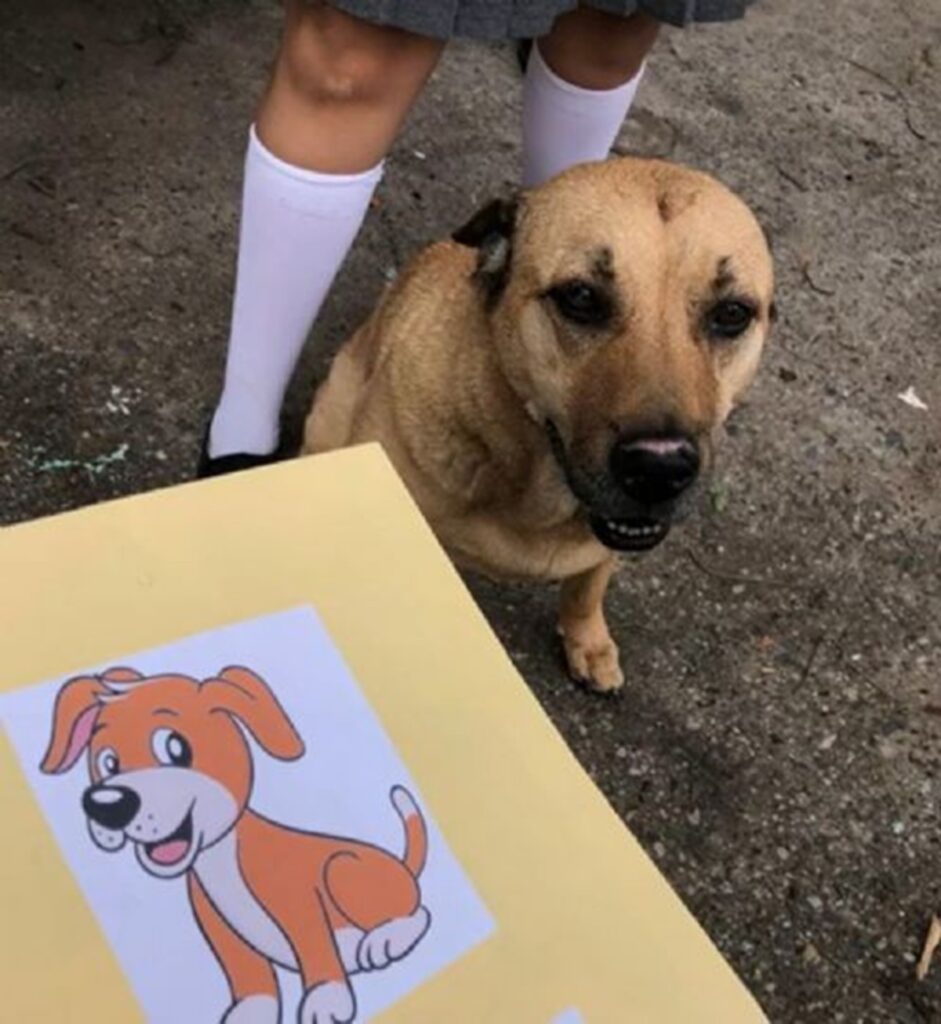 Perrito se gradúa de escuela primaria y se vuelve viral
