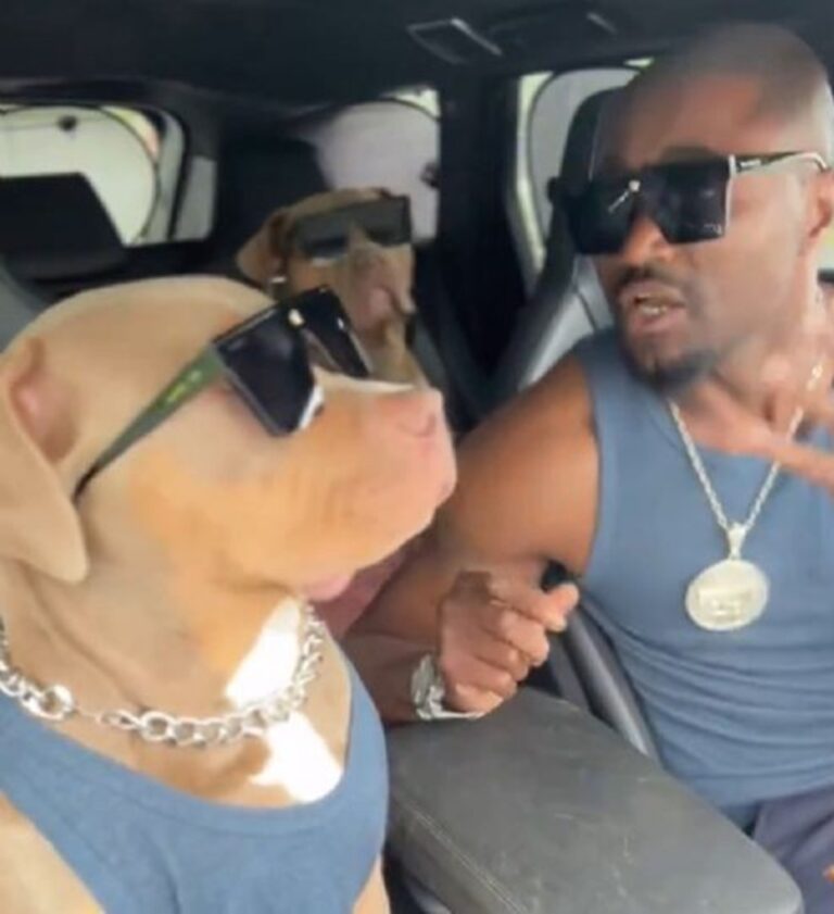 Perritos bailan con canción de Backstreet Boys y enamoran en redes