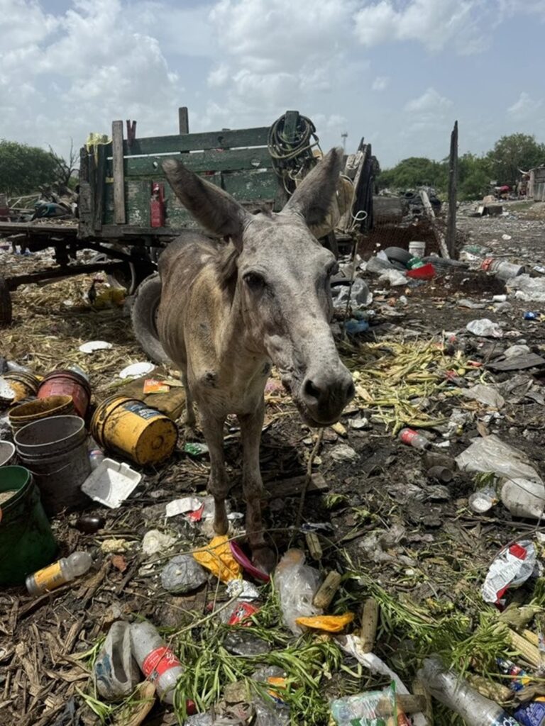 Rescatan en Tamaulipas a burrito carretonero con grave desnutrición