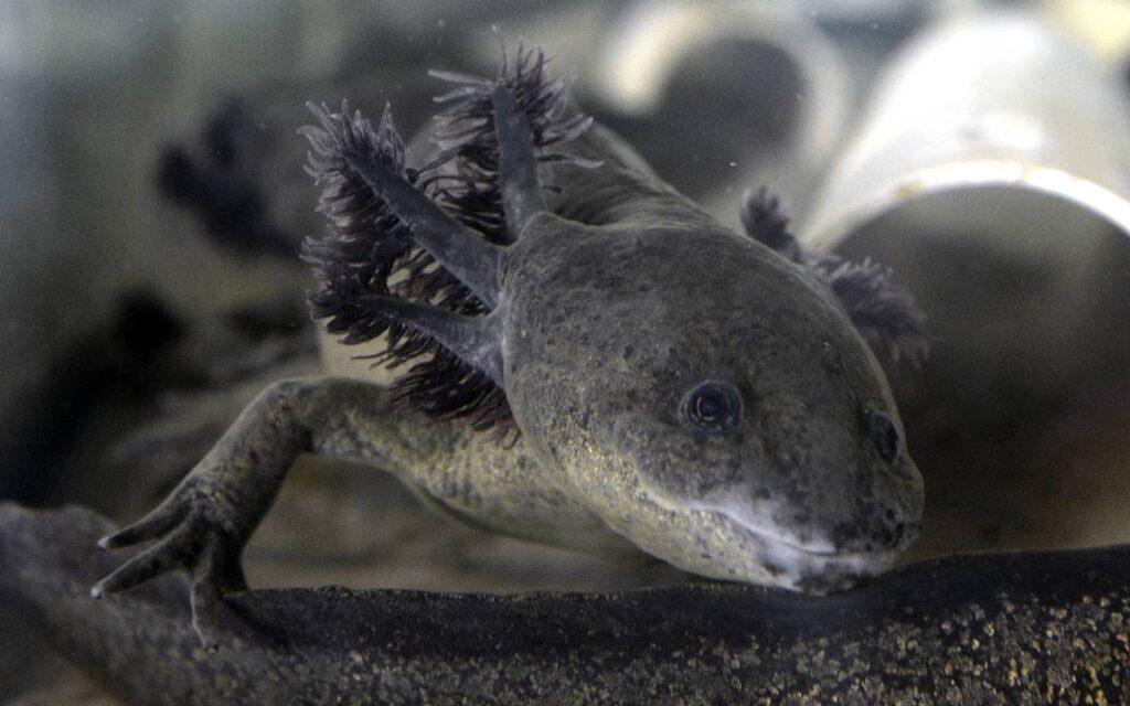 AJEMEX colabora en inauguración del Santuario del Ajolote de Villa Atl