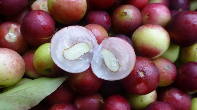 AJEMEX presenta superfrutos del Amazonas en México