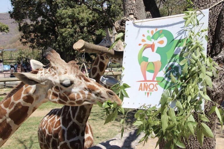 ¿Arca de Noé en Guadalajara?