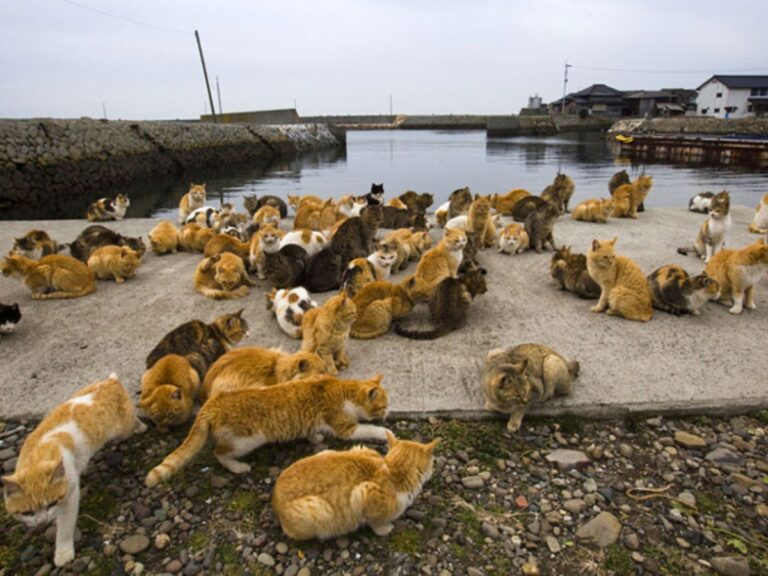 ¿En qué lugar hay más gatos que humanos?