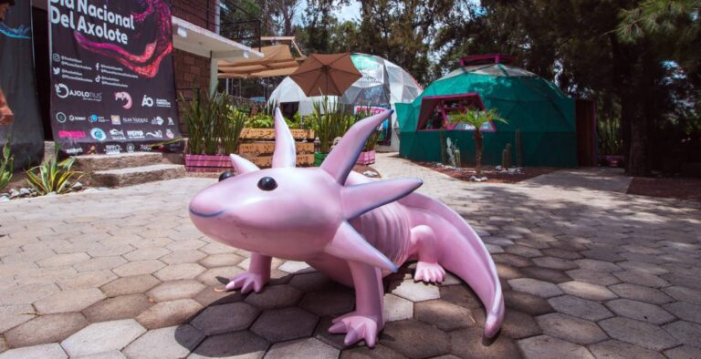¿Cómo llegar al único santuario de los Ajolotes en CDMX?