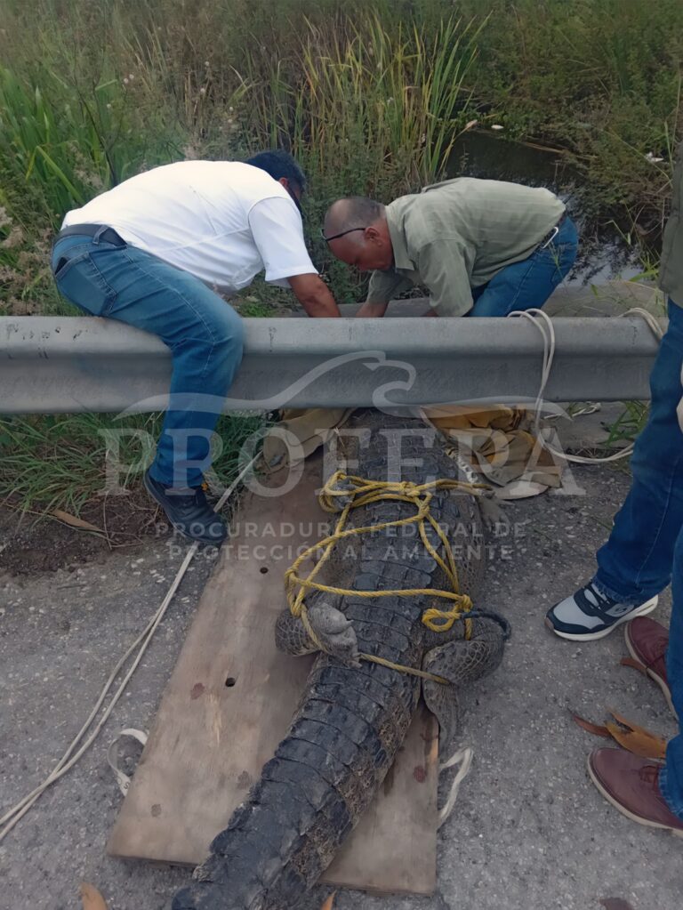 Gato descubre a cocodrilo en el patio de una casa en Tamaulipas
