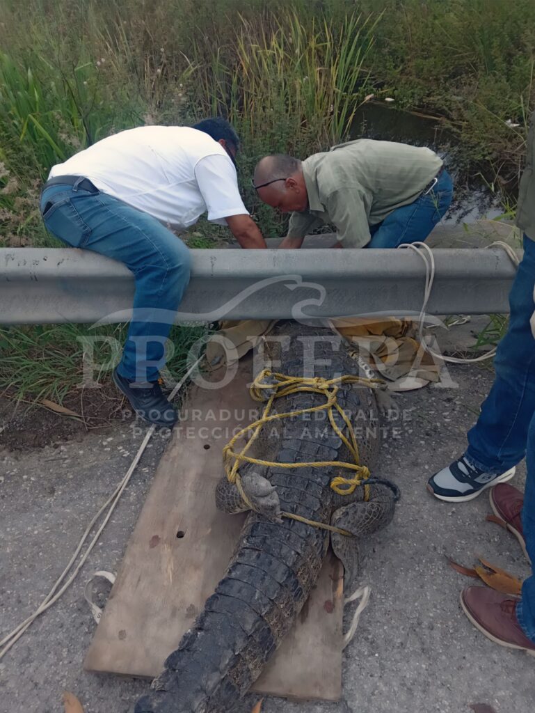 Gato descubre a cocodrilo en el patio de una casa en Tamaulipas