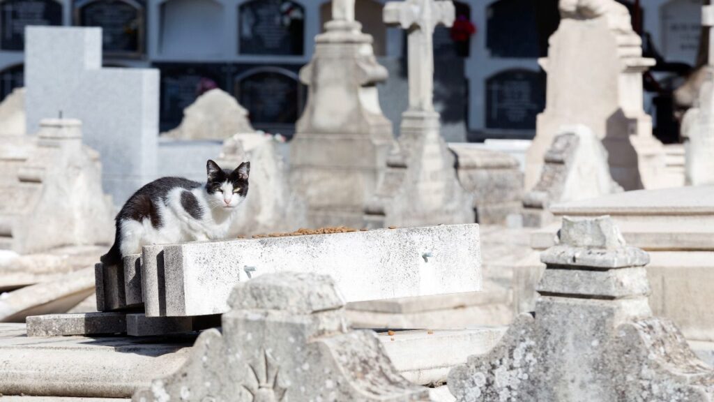 Preocupa a vecinos salud de gatos del panteón de San Fernando