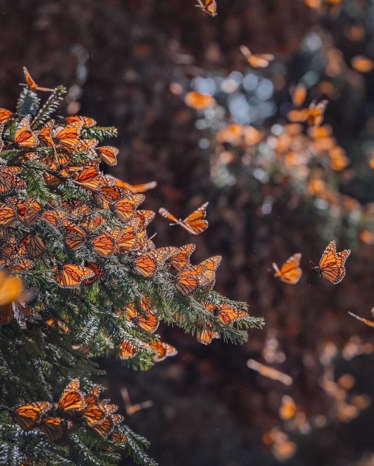 Buscan rescatar la mariposa monarca en Edomex