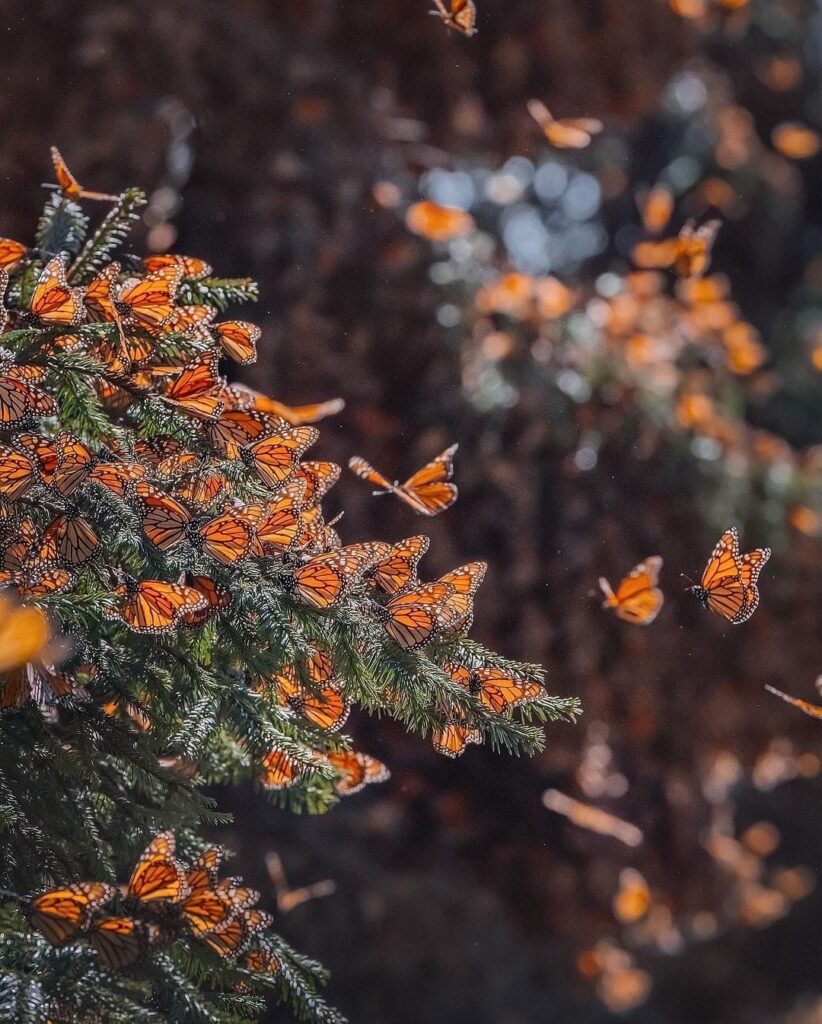 Buscan rescatar la mariposa monarca en Edomex