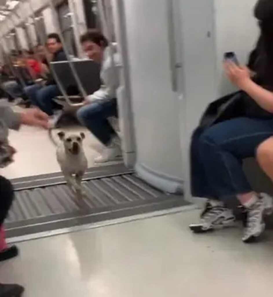 Perrito se “roba” el espectáculo en el Metro de la CDMX