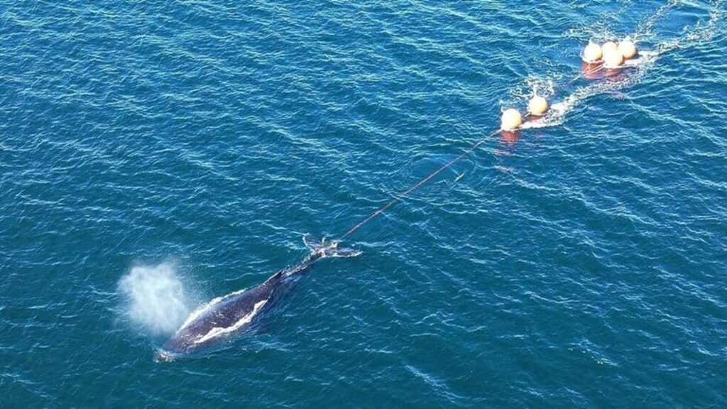 Liberan a joven ballena horas atrapada entre cuerdas y boyas