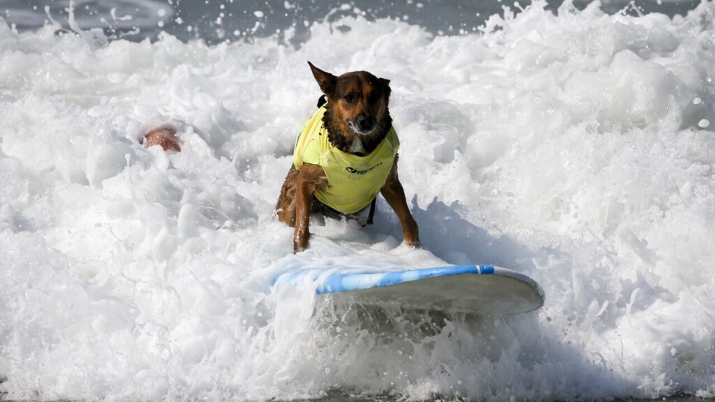¿Existe un Campeonato Mundial de Surf Canino? checa los detalles