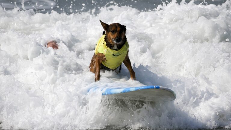 ¿Existe un Campeonato Mundial de Surf Canino? checa los detalles