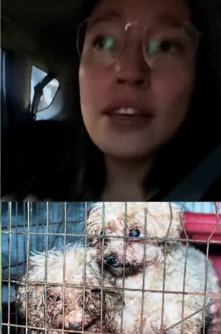 Mujer se vuelve viral tras arrancar un cartel en el que se anuncia la venta de cachorros