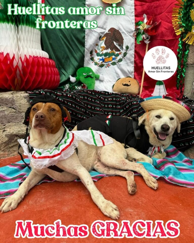 'Noche mexicana' para perritos de albergue se vuelve viral