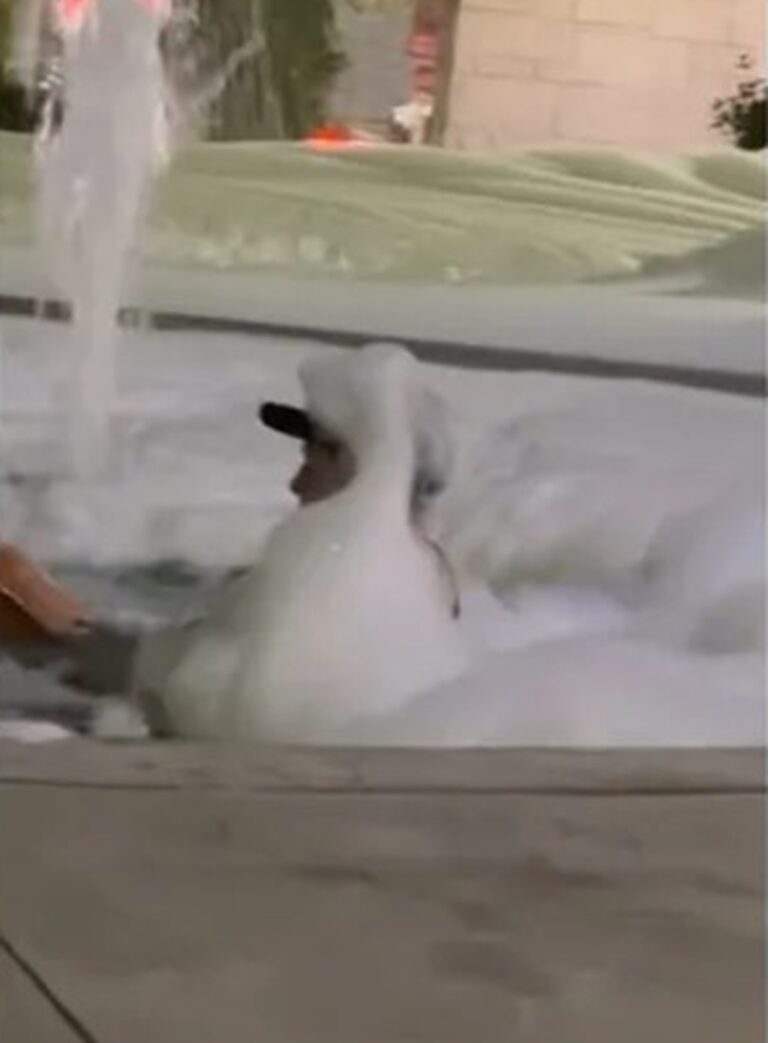 Hombre agrega jabón a fuente de Sinaloa y lo convierte en jacuzzi