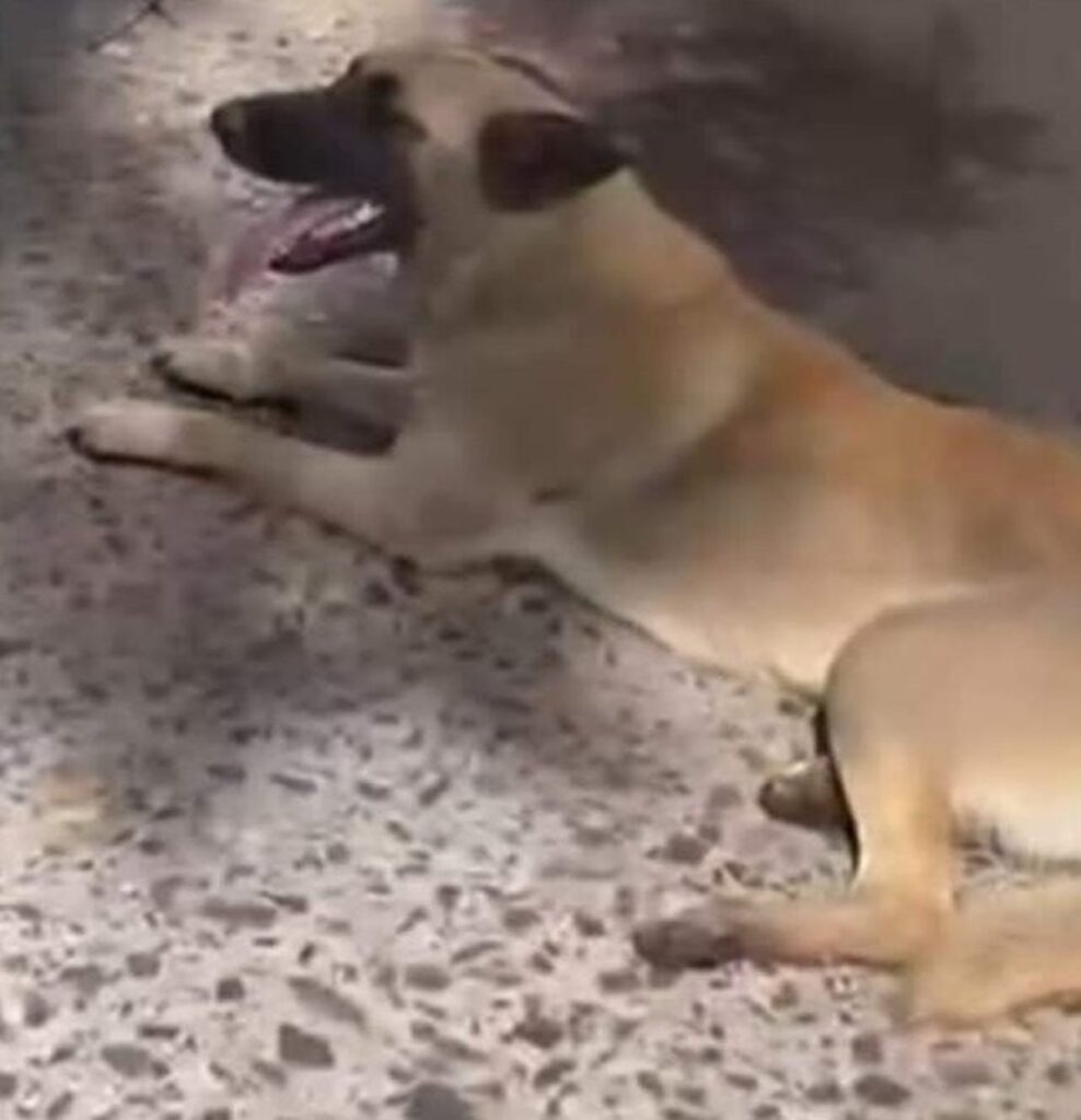 Así va la recuperación del perrito que fue arrastrado en Tlaquepaque
