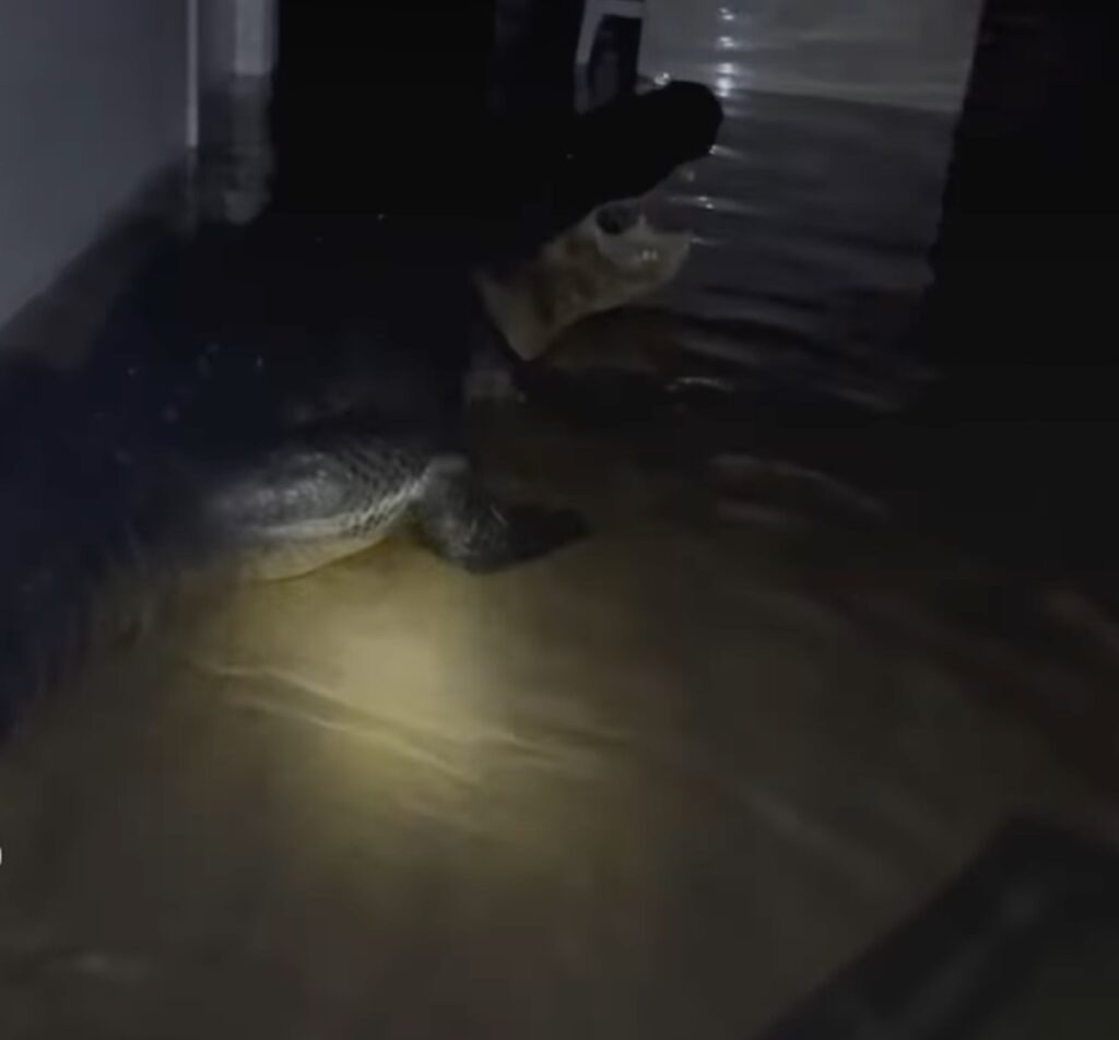 Familia encuentra cocodrilo en su casa tras huracán Milton
