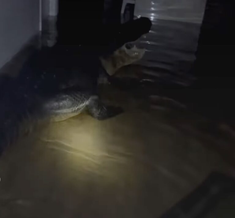 Familia encuentra cocodrilo en su casa tras huracán Milton