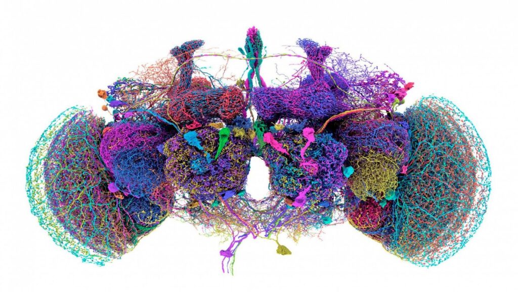 'Google Maps' del cerebro de la mosca de la fruta, avance en neurociencia