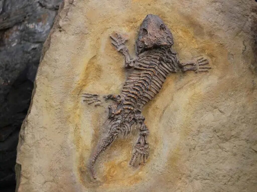 Nuevo fósil de reptil descubierto en Brasil ofrece valiosa información sobre dinosaurios